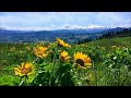 Relaxing Meadow with Ambient Nature Sounds, Wildflowers, and Mountain View - 8 Hours