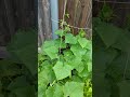 Fence + String Trellis for tiny backyard garden