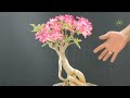 How and Benefits of Pruning Adenium Plants