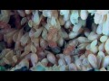 Octopus eggs hatching.