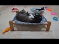 Try Not To Laugh😋😻Funniest Cats and Dogs 2024 🤣