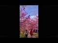 JAPAN CHERRY BLOSSOMS | Kawazu Sakura | Misato Bairin Plum Groove | 箕郷梅林 | Takasaki Gunma Japan