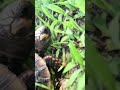 Lil tortoise eating grass