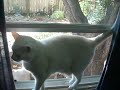 Cassie loves to hang out at the window, especially when there might be a squirrel outside.