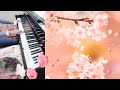 「sakura(2023)」pianocafe Kumi original. cover. 弾いてみました。