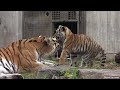 🐯 Tigress Mila Waving Goodbye 🐒🦒🐫🦘 to the Toronto Zoo 2023 (4K HDR)