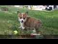 Corgi Puppies playing with toys.