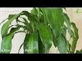 #144: My Top 9 Fast Growing Indoor Plants in Water (with LECA) for the Year 2022