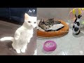 Try Not To Laugh Dogs And Cats 😁 - Best Funniest Animals Video 2024