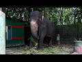 ആനയും പാപ്പാനും 😍 ഉളളൂർ ഇന്ദിര ആന ❤️ Kerala Elephants | Elephant Video 😍