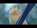 Trznadel zwyczajny (Emberiza citrinella) - pielęgnacja i śpiew samca (4K)