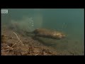 Beaver Lodge Construction Squad | Attenborough | BBC Earth