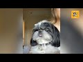 Funniest Animals Ever Best New Compilation Videos! Try Not To Laugh | Funny Pets Vlogs | Episode 6