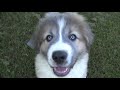 Caucasian mountain dog Pup