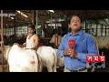 Exclusive: ঢাকাইয়াদের পছন্দের শীর্ষে মিরকাদিমের ধবল গাই! | Cow Haat | Mirkadim | Somoy TV