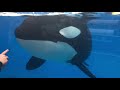 Killer Whales up close tour | SeaWorld Orlando