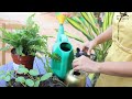 A liquid fertiliser that works for all | Garden Up Basics Ep.28