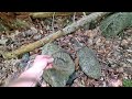 📌 2024 Exploring & Searching Two 1800s Rock Walls For Antique Bottles Digging & Metal Detecting ©