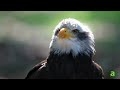 Hawk vs Eagle: The 6 Main Differences Explained