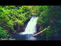 Tranquil Nature Music: Flowing Water, Bird Chirps & Piano for Study and Meditation #24