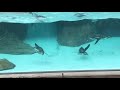 餌を食べるフンボルトペンギン2019