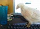 George the Amazing Typing CHICKEN!!