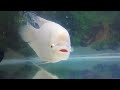 Dracarys - Giant Gourami Spits Fire #giantgourami #dracarys #gameofthrones