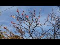 Arctic Star White Nectarine *early flower bloom