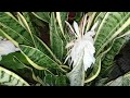 15 blooms Night blooming Cereus! New record for us!