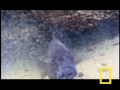 Fish Fight! | National Geographic