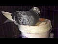 Hatching pigeon eggs