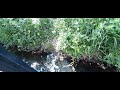 View from my side hatch near Sheering Mill. 16 June 2021.