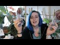 Dibley's Begonia Haul | PLANT UNBOXING