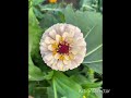 Zinnias in the Garden💐