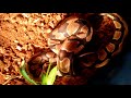 Ball Python eating