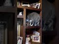 Mi Gato Curioseando En Mi Librero