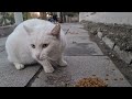 This white cat is a real psycho and wild. (Angry White Cat)