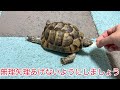 リクガメが懐く方法を紹介