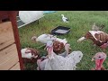Wanna raise turkeys? Watch this first!!