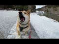 Nara, a Shiba Inu, popular with tourists and children in Banff. 4K