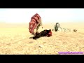 Ceratosaurus eating corpse Full Scene(from Garry's Mod: War of the Multiverse)