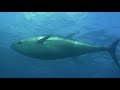 The Gorgeous Wildlife of the Mediterranean | Free Documentary Nature