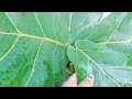 Fiddle Leaf Fig /Ficus Lyrata / Care & Info /Best Plant Of Indoor