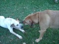 103peanut's dogs play tug of war