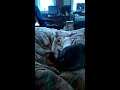 Cloudy cat slow motion biscuit maker