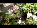 Paludarium - 