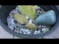 How to turn one plant into many plants | Propagate prickly pear with me!