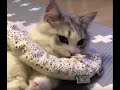 Funny cat videos 🐱