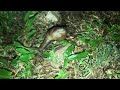 Catching a huge frog And Hunting snail