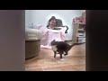 TRY NOT TO LAUGH 🐶😅 Funny Cats Videos 🐱🙀